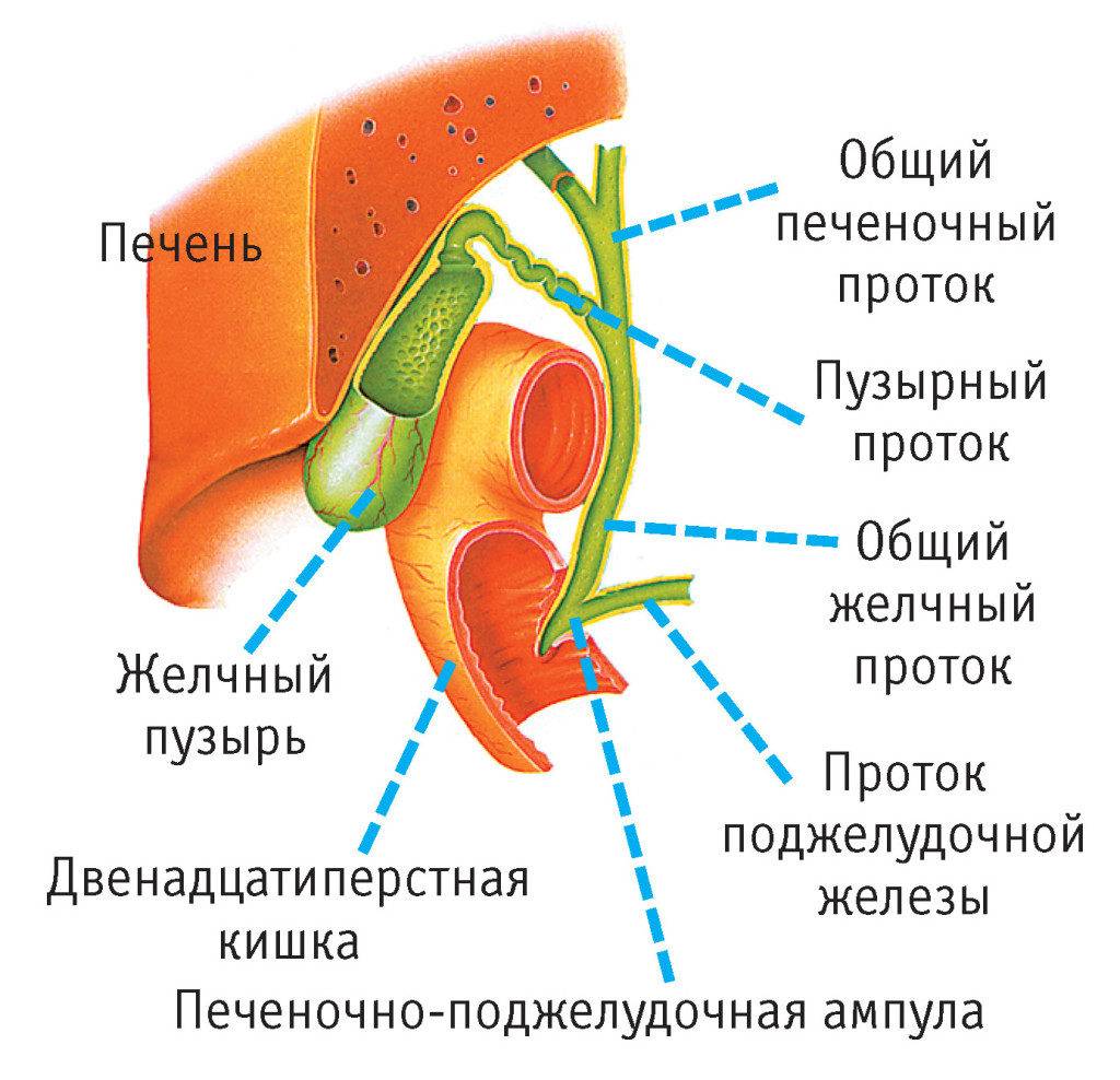 строение желчевыводящих органов